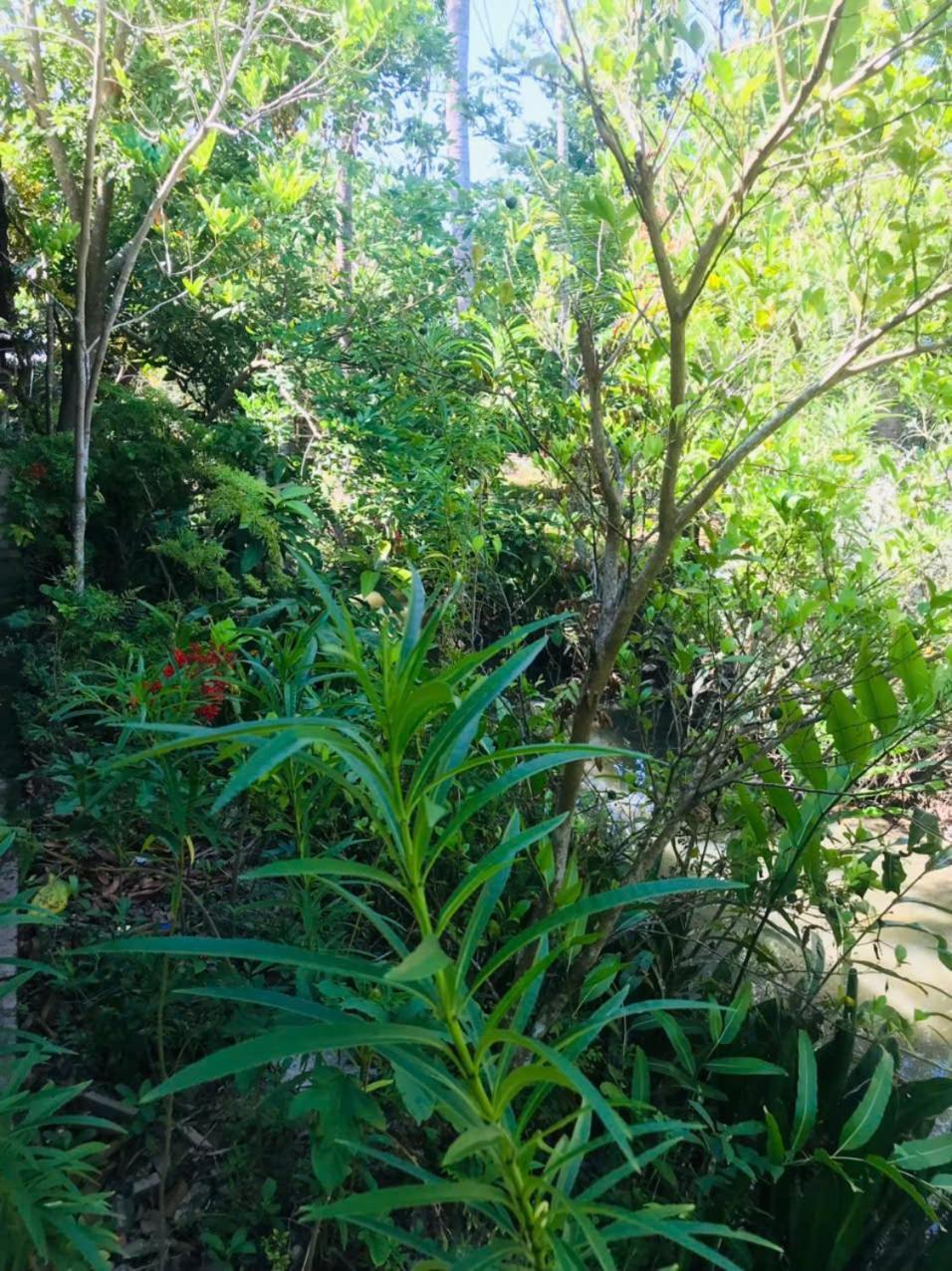 Ba Danh Homestay & Kitchen - Ben Tre Mekong Dış mekan fotoğraf